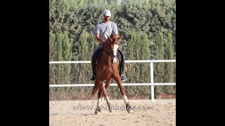 Paladin Andalusier Wallach gelding wwwandalusiercom [upl. by Garwood40]