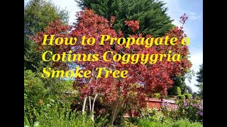 How to Propagate a Cotinus Coggygria Smoke Tree [upl. by Ilellan]