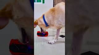 मेरा डॉगी क्यों रोने लगा😭 funnydogs shorts [upl. by Carlson]