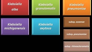 Dominio Bacteria Phylum Proteobacteria 27  Gammaproteobacteria  Enterobacteriaceae Klebsiella [upl. by Betthezel]