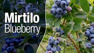 Mirtilo ou Blueberry  Safari Garden [upl. by Mosley816]