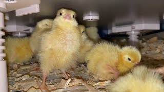 Update on the newly hatched Coturnix Quail coturnix homestead [upl. by Dlarrej]