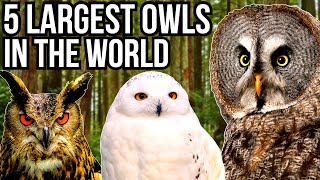 5 Of The Largest Owl Species In The World [upl. by Felicity449]