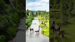 Les wapitis sont à lhonneur dans cette charmante petite ville de lAlberta short [upl. by Gardel]