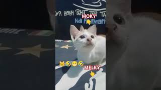 KEKOMPAKAN MELKY MOKY [upl. by Bellda300]