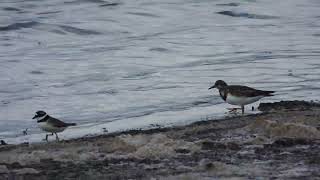 Ruddy TurnstoneVoltapietre Arenaria interpres Ringed PloverCorriere grossoCharadrius hiaticula [upl. by Ottilie]