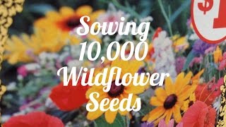 Sowing 10000 Wildflower Seeds 🌼 [upl. by Iphagenia]