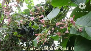 China  Cinchona Officinalis  Keynote and characteristics [upl. by Janyte]