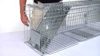 How to Set Havahart® Feral Cat Trap Model 1099 [upl. by Daph]