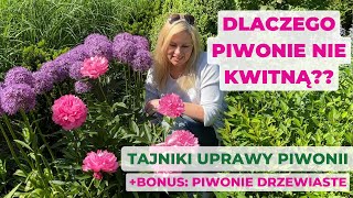 Dlaczego piwonie nie kwitną Oto7 powodów Jak uprawiać piwonie oraz bonus piwonie drzewiaste [upl. by Dadelos]