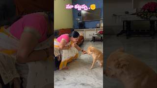 కుక్కలకు ఉన్న విశ్వాసం మనుషులకి ఉండదు doglover dogshorts dogshorts doglife trendingshorts [upl. by Cavuoto]