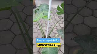 Baru saja Pindah Pot Monstera King [upl. by Air]