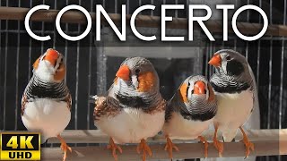 Zebra Finch  Four Great Composers 🌞 Sun Concert Singing [upl. by Anomas]