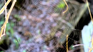 Spider web in garden  Free Stock Footage [upl. by Novyaj]