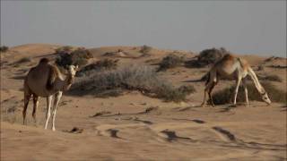 camels honked away by a car HD [upl. by Bellis302]