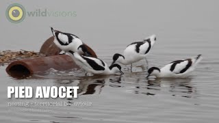 Avocet Pied  Recurvirostra avosetta  nestingterritorial behaviour [upl. by Bertsche]