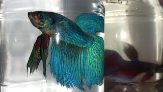 Siamese fighting fish Fighter Fish Life  Part 11 THE EXPLORER is live [upl. by Atnim]