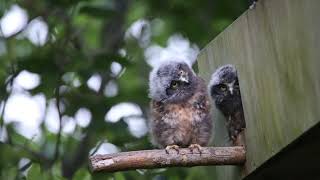 New Zealand Ruru Morepork Native Owls testing their environment [upl. by Tati]