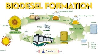 Biodiesel formation Class 12 chemistry Investigatory Project  class12chemistry biodiesel [upl. by Epotimet]