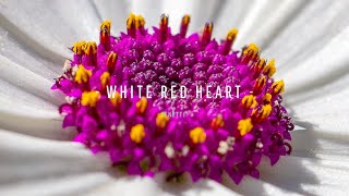 Senetti® White Red Heart Sene Niregoku [upl. by Darren]