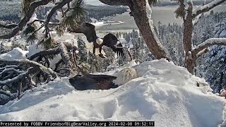 Shadow brings a live breakfast fish FOBBV CAM Big Bear Bald Eagle Live Nest  Cam 1 [upl. by Ennaisoj]