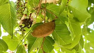 Indian Beech Tree  Millettia pinnata  ಹೊಂಗೆ ಮರ [upl. by Ontina243]