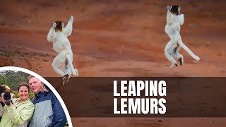 Dancing Sifaka in Berenty Reserve Madagascar [upl. by Leugimesoj259]