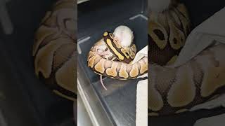 Baby Snake Puts Mouse In Figure Four Hold [upl. by Saixela]