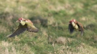 Weasel on green woodpecker Picus viridis [upl. by Harias142]