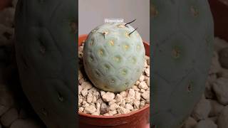 КактусТефрокактус геометрикус  Tephrocactus geometricus  FlowersLand [upl. by Leander839]