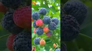 Beautiful Raspberry Farming  fruiting fruit satisfying fruitcutting shorts [upl. by Cand634]