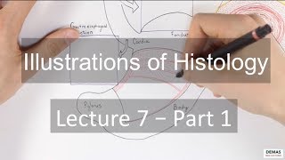 Histology GI System  Part 1 [upl. by Siesser]