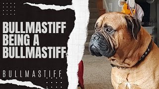 Bullmastiff Life [upl. by Oriole]