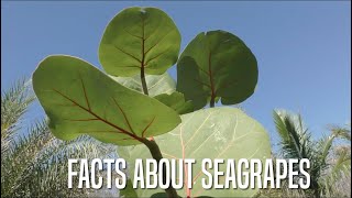 Facts About Seagrapes [upl. by Ycnej]