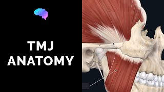 Temporomandibular Joint TMJ Anatomy  3D Anatomy Tutorial  UKMLA  CPSA [upl. by Haland]