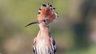 The Hoopoe Bird Israel’s Crowned Jewel [upl. by Clementia]