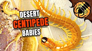 Desert centipede mother and babies [upl. by Thomey]