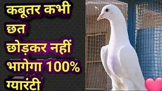 kabutar 🕊 lko kaise Chhat ka pakka Karen⬅🕊🤔😲 100 real trick Kabootar Nahin bhagenge⬅🕊🤔💓 [upl. by Salvucci671]