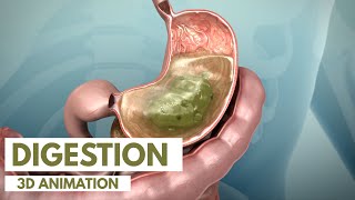 How the Digestive System Works  3D Animation [upl. by Funk]