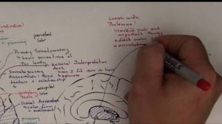 Part 4 Functional Brain Areas [upl. by Maxma]