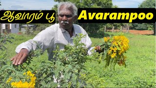 Natural Glowing Skin  பளபளப்பான சருமம் பொலிவாக்க ஆவாரம் பூ இலை Avarampoo Health Benefits APK vlogs [upl. by Annaor]