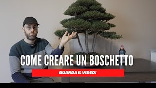 COME POSIZIONARE LE PIANTE PER CREARE UN BOSCHETTO BONSAI [upl. by Ahnavas]