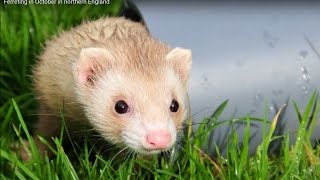 Ferreting in the UK [upl. by Hudis]