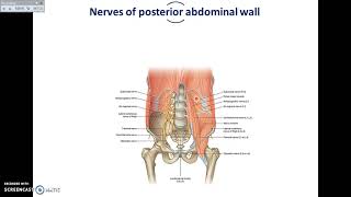 Overview of Abdomen 5  Muscles and Nerves of Posterior Abdominal Wall  Dr Ahmed Farid [upl. by Einnhoj]