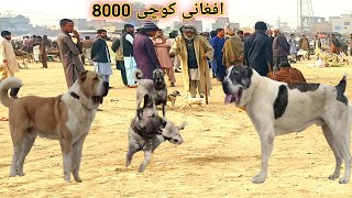 Afghani kochi our Turkish kangal Dog Kennel 😍 Kohati gultair Mini Zoo  pk Animals vlogs [upl. by Anileva]