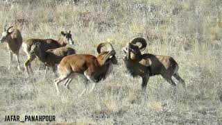 Wild sheep of urial Golestan National Park [upl. by Callan247]