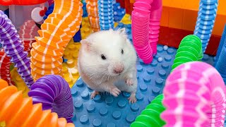 Hamster Escape Monster Maze  Cute Hamster pets Maze hamsterescape mazediytraps mrhammer 6 [upl. by Enoval838]