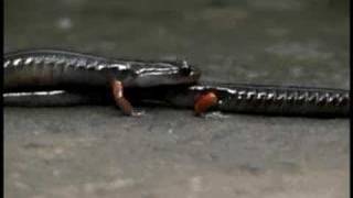 Salamander Courtship  Plethodon shermani sperm transfer [upl. by Shafer]