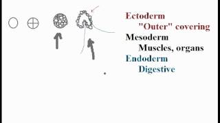 Biolgy Germ Layers Endoderm Mesoderm Ectoderm [upl. by Larson]