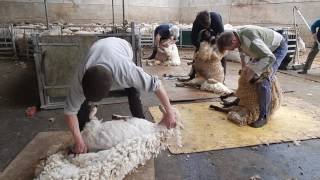 Fernhill FarmMendips Blade Shearing Gang [upl. by Lodie]